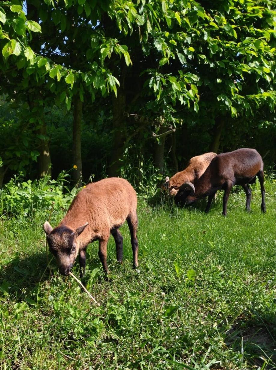 Penzion Kormoran Vranov nad Dyjí Exterior foto